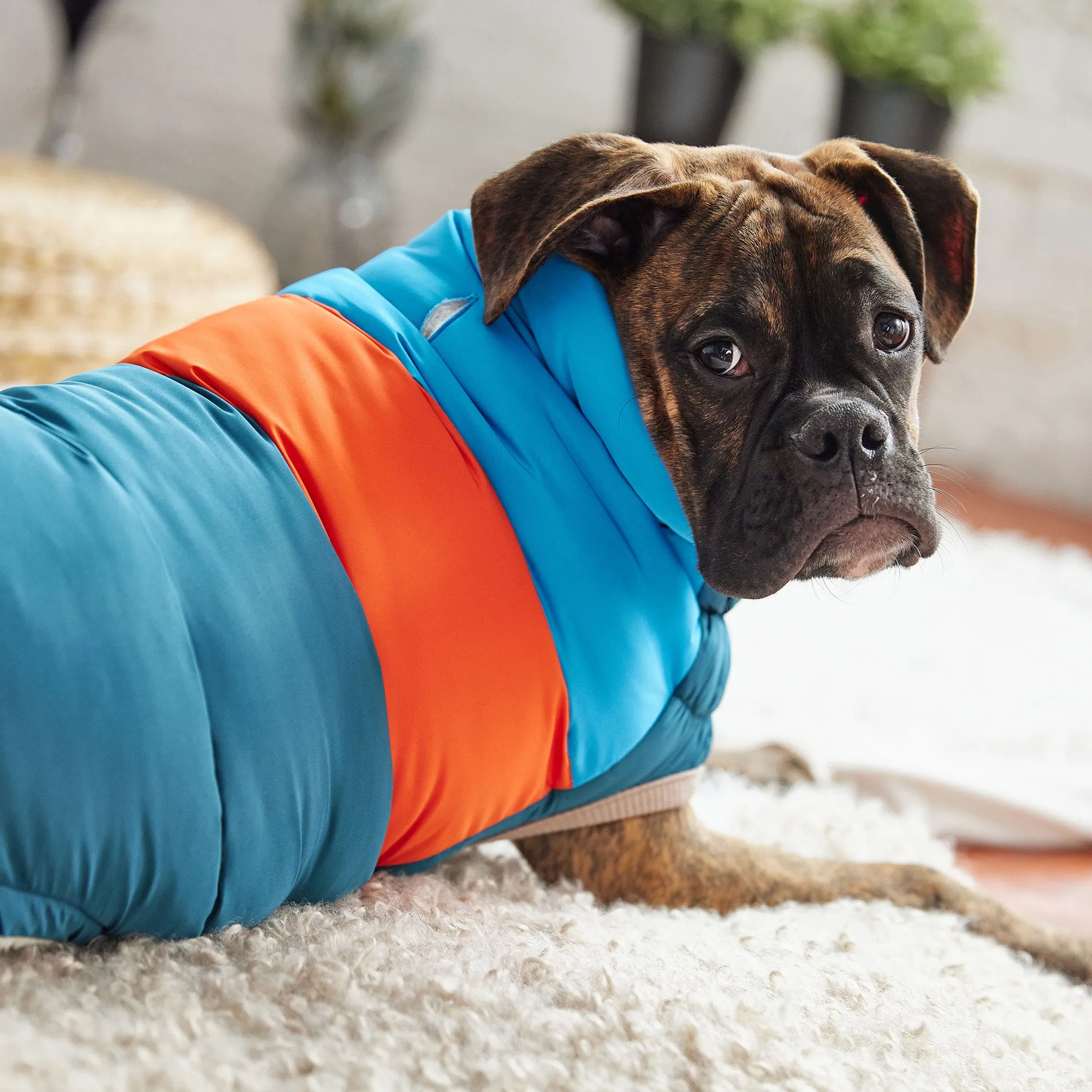 Color Block Dog Puffer | Dark Teal