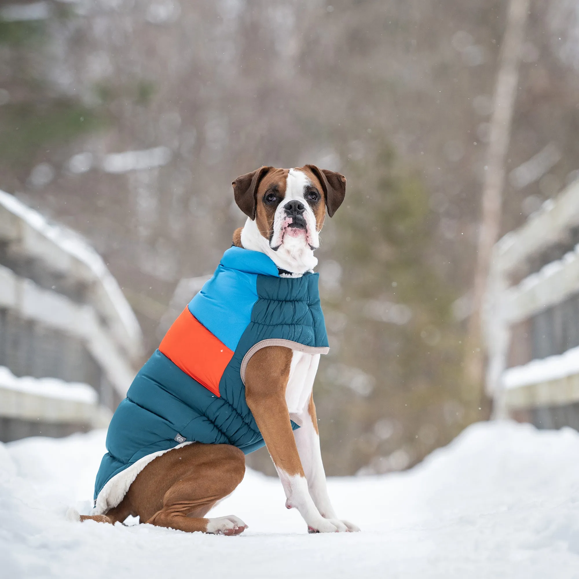 Color Block Dog Puffer | Dark Teal