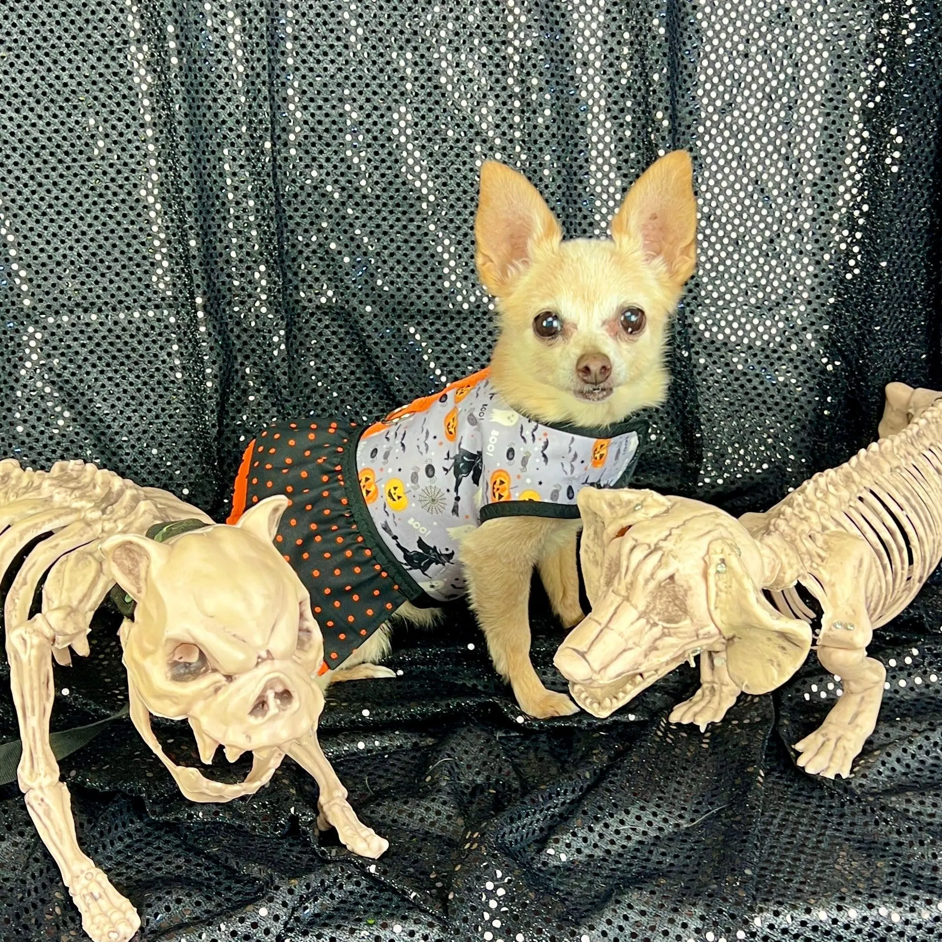 Halloween Witches Ruffled Dog Vest Harness