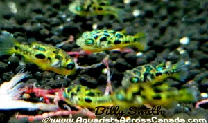 YELLOW PEA PUFFER *Captive Bred* (Carinotetraodon travancoricus)  JUMBO XL